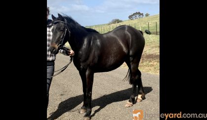 Breeding, Show, or riding prospect on HorseYard.com.au