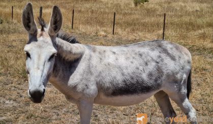 (Jelly Beans) Friendly Female Jerusalem Donkey - Great companion animal! on HorseYard.com.au