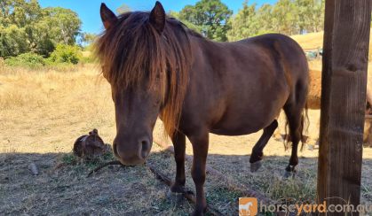 Calm, Kind Mare on HorseYard.com.au