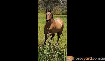 7yo Bay Dun Quarter horse x TB gelding on HorseYard.com.au