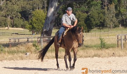 7yo Bay Dun Quarter horse x TB gelding on HorseYard.com.au