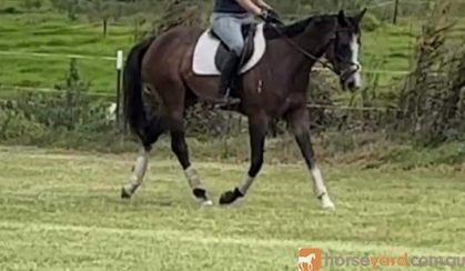 young OTTB mare with HUGE potential  on HorseYard.com.au