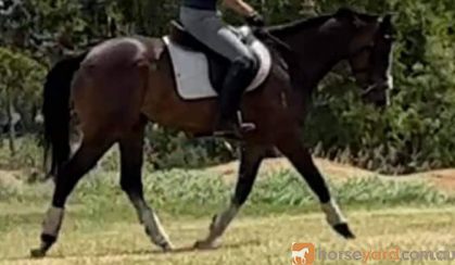 young OTTB mare with HUGE potential  on HorseYard.com.au