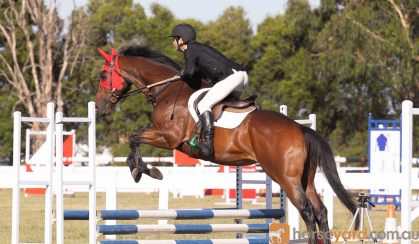 Super athletic allrounder on HorseYard.com.au