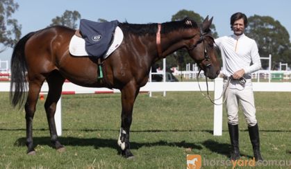 Super athletic allrounder on HorseYard.com.au