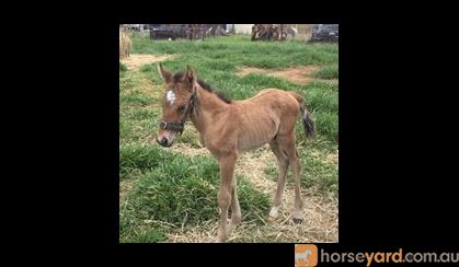 Bay Dun Quarter Horse Colt on HorseYard.com.au