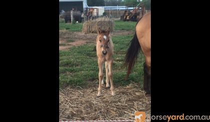 Bay Dun Quarter Horse Colt on HorseYard.com.au