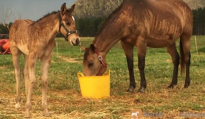 Bay Dun Quarter Horse Colt on HorseYard.com.au