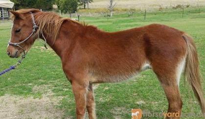beautiful Welsh / Australina pony gelding on HorseYard.com.au