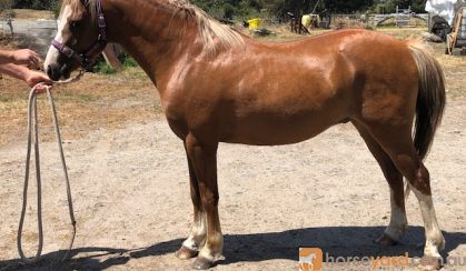 Welsh Gelding on HorseYard.com.au