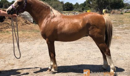 Welsh Gelding on HorseYard.com.au