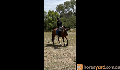 stunning gelding  on HorseYard.com.au