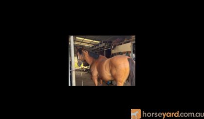 Quiet gelding on HorseYard.com.au