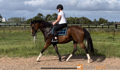 ✨EOI - 10 YEAR OLD OTT BAY GELDING✨ on HorseYard.com.au