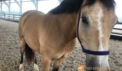 Beautiful Buckskin Pony on HorseYard.com.au