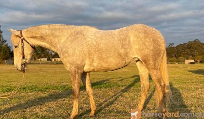 5yo ASH Esk on HorseYard.com.au