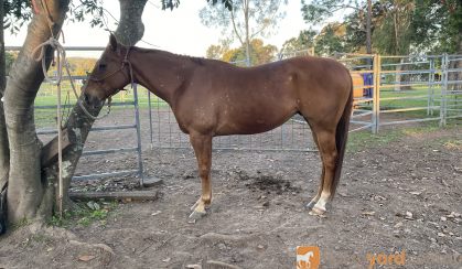 Gelding with loads of potential  on HorseYard.com.au