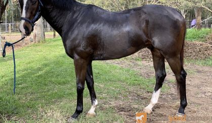 Stunning 7yo 16.2hh TB Gelding with loads of potential! on HorseYard.com.au