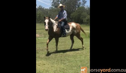 Paint Gelding on HorseYard.com.au