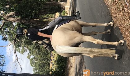 Stunning Palamino Warmblood Gentlemen  on HorseYard.com.au