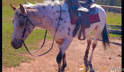Leopard Appaloosa  on HorseYard.com.au