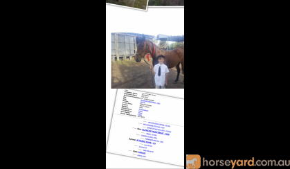 ASH Gelding on HorseYard.com.au