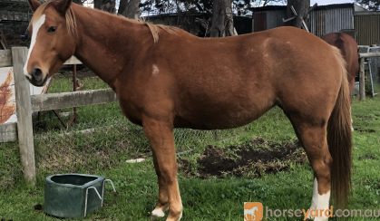 Paintbred Maiden Mare on HorseYard.com.au