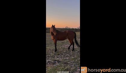 Dusty. Standardbred 12year old on HorseYard.com.au