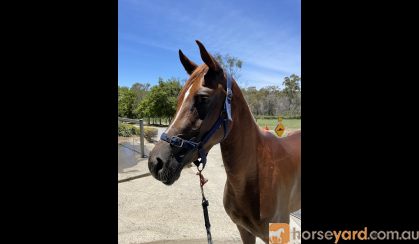 Alrounder stock horse x arab on HorseYard.com.au
