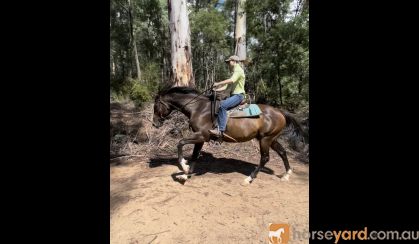 Super easy to ride TB on HorseYard.com.au