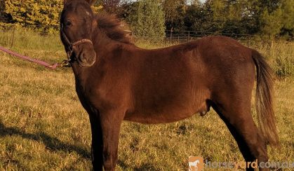 Friendly Weanling Mini Colt on HorseYard.com.au