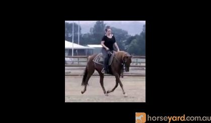 Red Andalusian Gelding on HorseYard.com.au