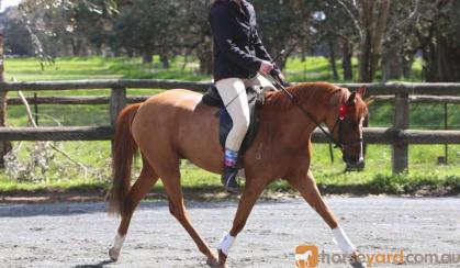 :Heartbreaking Decision To Sell This Lovely Pony on HorseYard.com.au