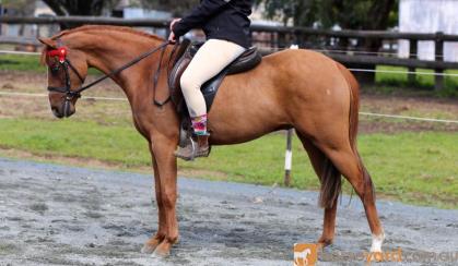 :Heartbreaking Decision To Sell This Lovely Pony on HorseYard.com.au