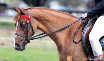:Heartbreaking Decision To Sell This Lovely Pony on HorseYard.com.au