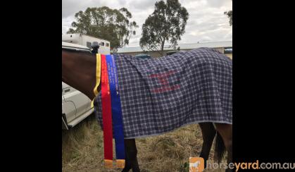 ROSE RIDGE STOCK HORSE FOR SALE on HorseYard.com.au