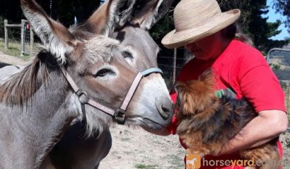 Pair of Australian Teamster Jenny Donkeys on HorseYard.com.au