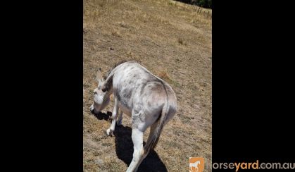 (Jelly Beans) Friendly Female Jerusalem Donkey - Great companion animal! on HorseYard.com.au