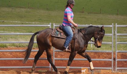 Thoroughbred Mare on HorseYard.com.au