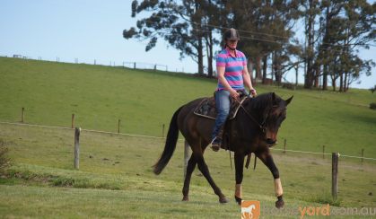 Thoroughbred Mare on HorseYard.com.au