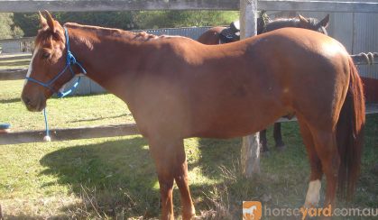 Best horse ever on HorseYard.com.au
