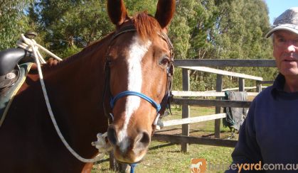 Best horse ever on HorseYard.com.au