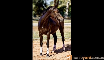 Warmblood filly on HorseYard.com.au