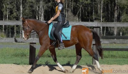 Rising 4yo ASH x QH - Kobe on HorseYard.com.au