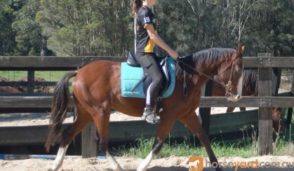 Rising 4yo ASH x QH - Kobe on HorseYard.com.au