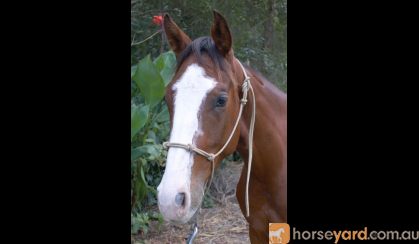 Rising 4yo ASH x QH - Kobe on HorseYard.com.au