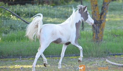 Miniature Horse Filly on HorseYard.com.au