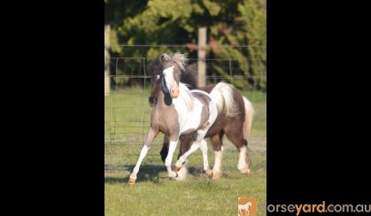 Miniature Horse Filly on HorseYard.com.au