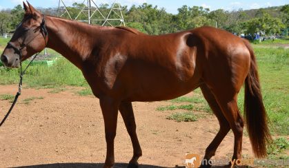 Quarter Horse Mare - Phoenix on HorseYard.com.au