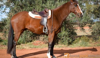 Kind, Sensible ASH Gelding  on HorseYard.com.au